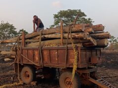 प्रतिबंधित अर्जुन पेड़ से भरे ट्रेक्टर को वन विभाग ने पकड़ा