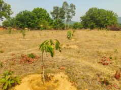 आने वाले वर्षों में महिलाओं की आय का बड़ा केंद्र बनेगा ग्राम टेमरी का फलोद्यान हरियाली से आय के लिए मनरेगा के ब्लाक प्लांटेशन में 1330 फलदार पौधे हो रहे तैयार