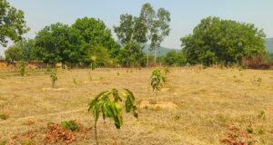 आने वाले वर्षों में महिलाओं की आय का बड़ा केंद्र बनेगा ग्राम टेमरी का फलोद्यान हरियाली से आय के लिए मनरेगा के ब्लाक प्लांटेशन में 1330 फलदार पौधे हो रहे तैयार