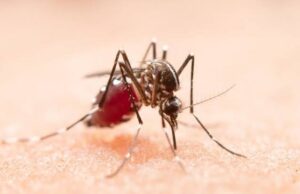 मानसून में भूलकर भी न करें नजरअंदाज,मलेरिया होने से पहले शरीर देता है ये 5 संकेत…