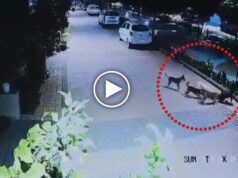 राजनांदगांव में दिल दहला देने वाली घटना: 5 साल के बच्चे को कुत्तों ने घसीट-घसीटकर नोचा
