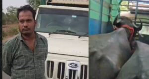 डोंगरगढ़ में भैंसों से भरी पिकअप रोककर चालक से मारपीट, डेयरी संचालक से 1 लाख रुपये उगाही का आरोप