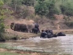 जलाशय में मस्ती करते दिखे 13 गजराज, कटघोरा का नजारा जीत रहा दिल