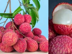 Health Alert: लीची खाने से पहले जान लें ये 5 जरूरी बातें, वरना हो सकता है नुकसान