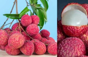 Health Alert: लीची खाने से पहले जान लें ये 5 जरूरी बातें, वरना हो सकता है नुकसान