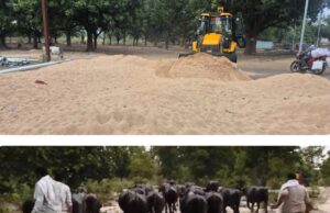 अवैध उत्खनन-परिवहन पर अवैध रेत खनिज विभाग ने की जप्त, 26 नग भैंस पुलिस ने किया जप्त
