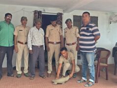 बाजड़ी गांव में मिला दुर्लभ पैंगोलिन, वन विभाग ने सुरक्षित रेस्क्यू कर संरक्षण में लिया