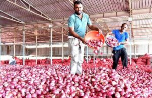 महंगा होगा प्याज,सरकार ने खरीद कीमत बढ़ाकर 2,125 रुपये प्रति क्विंटल की….