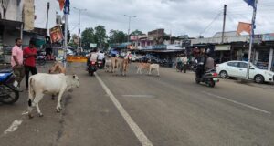 एनएच-130सी पर बेसहारा मवेशियों का जमावड़ा, कभी भी हो सकता है बड़ा सड़क हादसा