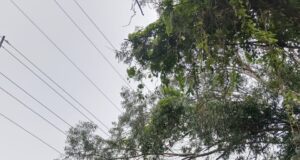 सिविल लाइन कलेक्टर निवास के आस-पास विशाल नीलगिरी के पेड़ : हादसे की आशंका लगातार शिकायतों के बाद भी कार्रवाई शून्य