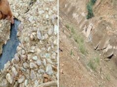 दो बारिश भी नहीं झेल सकी करोड़ों की नहर! किसानों ने उठाए निर्माण गुणवत्ता पर सवाल