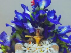 सावन में इस फूल से करें शिव आराधना, अपराजिता के उपाय दिलाएंगे महादेव की कृपा, खुलेंगे उन्नति के रास्ते