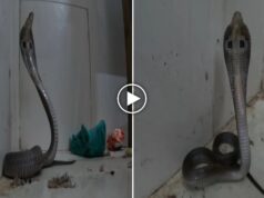 कोरबा मेडिकल अस्पताल में कोबरा घुसने से हड़कंप, OPD में मरीजों और स्टाफ में दहशत