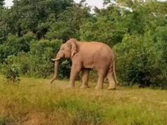 सूरजपुर में फिर हाथी का आतंक! ग्रामीण पर हमला कर उतारा मौत के घाट, गांवों में बढ़ी चिंता