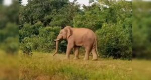सूरजपुर में फिर हाथी का आतंक! ग्रामीण पर हमला कर उतारा मौत के घाट, गांवों में बढ़ी चिंता