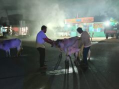 मनेन्द्रगढ़ में सड़क हादसों को रोकने के लिए अनोखी पहल: राष्ट्रीय राजमार्ग पर आवारा मवेशियों को पहनाए जा रहे रेडियम बेल्ट
