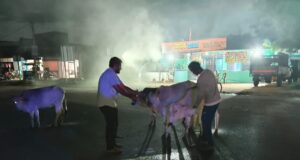 मनेन्द्रगढ़ में सड़क हादसों को रोकने के लिए अनोखी पहल: राष्ट्रीय राजमार्ग पर आवारा मवेशियों को पहनाए जा रहे रेडियम बेल्ट
