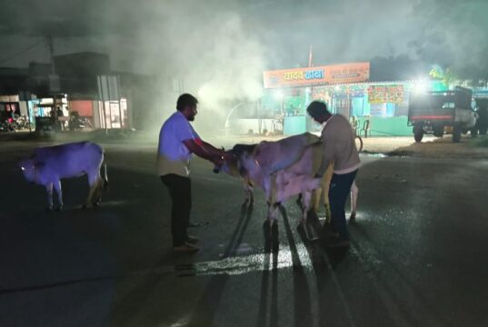 मनेन्द्रगढ़ में सड़क हादसों को रोकने के लिए अनोखी पहल: राष्ट्रीय राजमार्ग पर आवारा मवेशियों को पहनाए जा रहे रेडियम बेल्ट