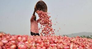 देश में बढ़ने वाली हैं प्याज की कीमतें, फिर रुलाएगा प्याज! आम लोगों की जेब पर पड़ेगा बोझ….
