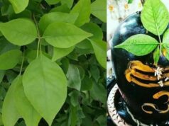 सावन 2026: बेलपत्र तोड़ने के नियम, किन दिनों में है मनाही और शिवलिंग पर चढ़ाने की सही विधि