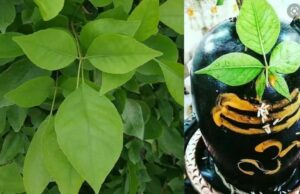 सावन 2026: बेलपत्र तोड़ने के नियम, किन दिनों में है मनाही और शिवलिंग पर चढ़ाने की सही विधि