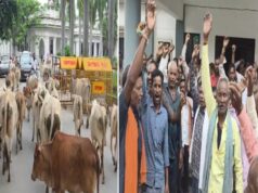 आवारा मवेशियों से परेशान ग्रामीणों का फूटा गुस्सा! सरगुजा में गायों को लेकर कलेक्ट्रेट पहुंचे किसान