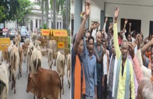 आवारा मवेशियों से परेशान ग्रामीणों का फूटा गुस्सा! सरगुजा में गायों को लेकर कलेक्ट्रेट पहुंचे किसान