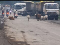 गौवंश सड़कों पर, हादसों का खतरा बढ़ा,पालकों ने घर से खदेड़ा, जवाबदेही तय हो