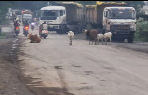 गौवंश सड़कों पर, हादसों का खतरा बढ़ा,पालकों ने घर से खदेड़ा, जवाबदेही तय हो