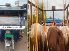ई-रिक्शा में ठूंसकर ले जा रहे थे 5 मवेशी, धमतरी पुलिस ने दबोचे दो तस्कर; सभी मवेशी रेस्क्यू