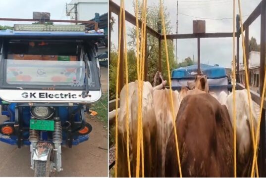 ई-रिक्शा में ठूंसकर ले जा रहे थे 5 मवेशी, धमतरी पुलिस ने दबोचे दो तस्कर; सभी मवेशी रेस्क्यू