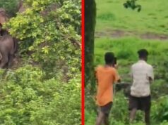 जशपुर में हाथियों का खौफ: कैलाश गुफा के पास ग्रामीण पर हमला, सावन सोमवार से पहले वन विभाग अलर्ट