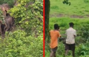 जशपुर में हाथियों का खौफ: कैलाश गुफा के पास ग्रामीण पर हमला, सावन सोमवार से पहले वन विभाग अलर्ट