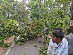 नेशनल हाइवे 130 सी में फिर लगा जाम, विशालकाय पेड़ गिरने से लगी वाहनों की लंबी कतार…