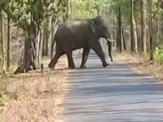 दंतैल हाथी अब आबादी की ओर बढ़ सकता है, धमतरी में वन विभाग ने जारी किया हाई अलर्ट