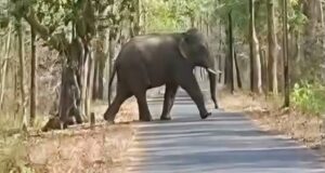 दंतैल हाथी अब आबादी की ओर बढ़ सकता है, धमतरी में वन विभाग ने जारी किया हाई अलर्ट