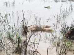 नदी में बहकर आई 40-45 साल के अधेड़ की क्षत-विक्षत लाश, सूरजपुर में मचा हड़कंप