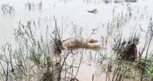 नदी में बहकर आई 40-45 साल के अधेड़ की क्षत-विक्षत लाश, सूरजपुर में मचा हड़कंप