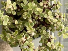 Jade Plant पीला पड़ना देता है बड़ा संकेत! जानें धन, सेहत और रिश्तों से जुड़ी मान्यताएं