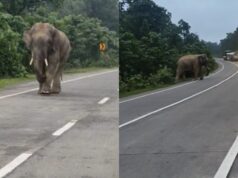 हाईवे पर अचानक आ धमका दंतैल हाथी, मची अफरा-तफरी; वाहनों की लगी लंबी कतार