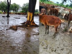 बारिश के बीच गौठान में मवेशियों की मौत, ग्रामीणों का दावा- 20 से ज्यादा पशुओं ने तोड़ा दम