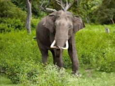 फिंगेश्वर क्षेत्र में फिर पहुंचा हाथी दल, ग्रामीणों में दहशत; वन विभाग ने जारी किया अलर्ट