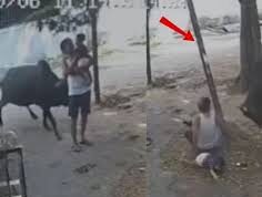 रायपुर में खूंखार हुआ आवारा सांड, एक के बाद एक 15 लोगों पर हमला; CCTV वीडियो आया सामने