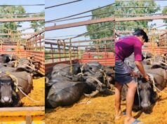 15 भैंसों को ठूंसकर ले जा रहा था मालवाहक वाहन, 13 ने तोड़ा दम; चालक गाड़ी छोड़कर फरार