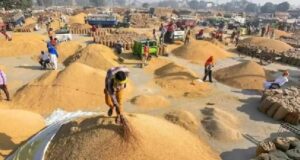 छत्तीसगढ़ के किसानों के लिए बड़ी सुविधा, 15 नवंबर से धान खरीदी; ऑनलाइन टोकन के नियम जानें