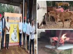 ओडिशा के कोटपाड़ में बड़ी कार्रवाई, 27 गायें बचाई गईं; करीब 9 क्विंटल गौमांस बरामद