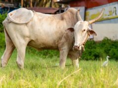 गोदान से पितरों को मिलती है शांति? गरुड़ पुराण में बताया गया है इसका खास महत्व