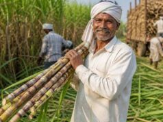 छत्तीसगढ़ में गन्ना खरीदी दर 425 रुपये प्रति क्विंटल, पहले बेच चुके किसानों को भी मिलेगा बढ़ी हुई कीमत का लाभ