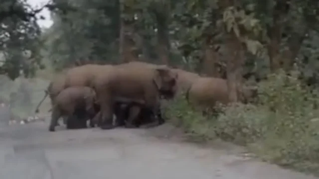 elephant-112