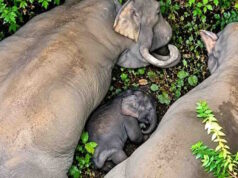 कोरबा में नन्हे हाथी ‘काशी’ की मनाई गई छठी, 7 गांवों के ग्रामीणों ने मिलकर किया आयोजन